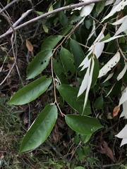 Styrax suberifolius