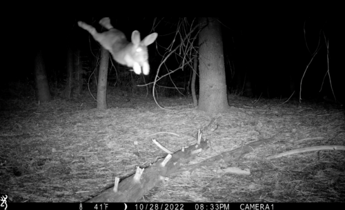 Sierra Nevada Snowshoe Hare photographed in California