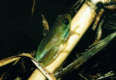 Hyperolius viridiflavus