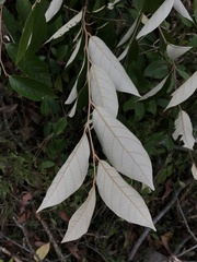 Styrax suberifolius