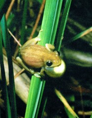 Hyperolius viridiflavus