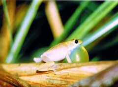 Hyperolius viridiflavus