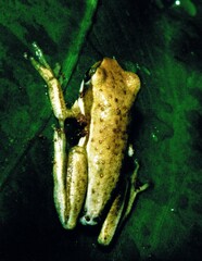 Hyperolius viridiflavus