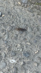 Ocypus aeneocephalus