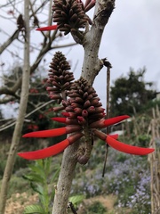 Erythrina americana
