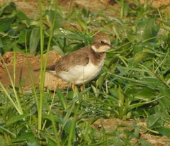 Charadrius dubius