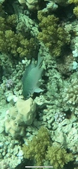 Amblyglyphidodon indicus