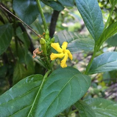 Mandevilla foliosa