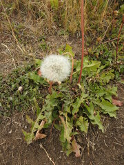 Taraxacum officinale