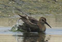 Calidris alpina