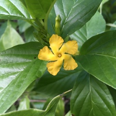Mandevilla foliosa