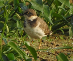 Charadrius dubius