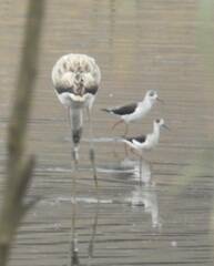 Himantopus himantopus