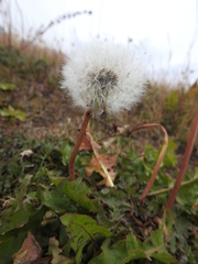 Taraxacum officinale