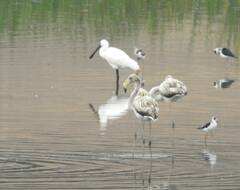 Phoenicopterus roseus