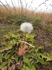 Taraxacum officinale
