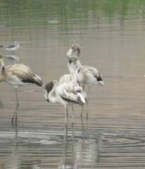 Phoenicopterus roseus