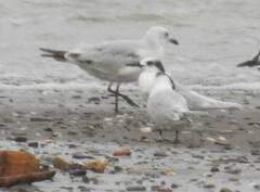 Thalasseus sandvicensis