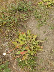 Taraxacum officinale