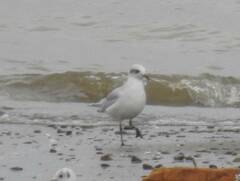 Ichthyaetus melanocephalus