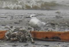 Thalasseus sandvicensis