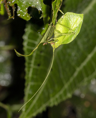 Typophyllum egregium