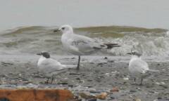 Ichthyaetus melanocephalus