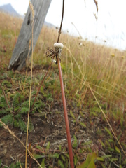 Taraxacum officinale