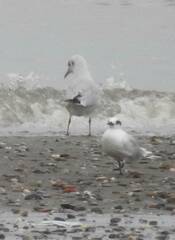 Thalasseus sandvicensis