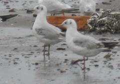 Chroicocephalus ridibundus