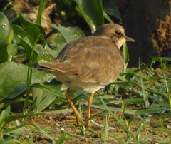 Charadrius dubius