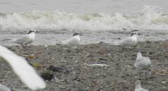 Thalasseus sandvicensis