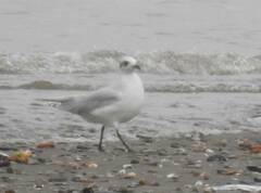 Ichthyaetus melanocephalus