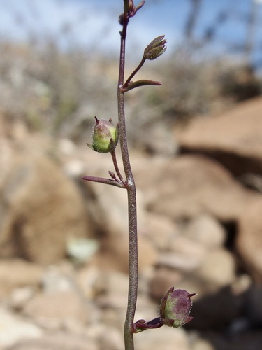 Image of Sairocarpus watsonii by (c) Sue Carnahan, some rights reserved (CC BY)