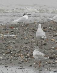 Ichthyaetus melanocephalus