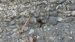 Ocypus aeneocephalus