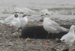 Ichthyaetus melanocephalus