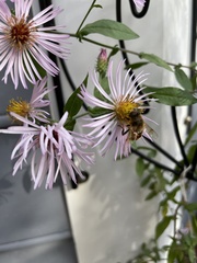 Ampelaster carolinianus