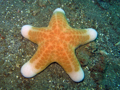 Choriaster granulatus
