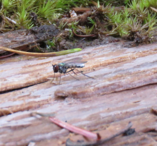 Argyra albiventris