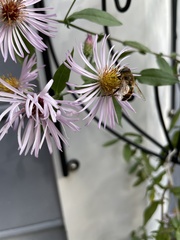 Ampelaster carolinianus