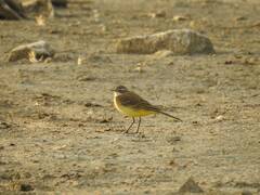Motacilla flava