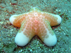 Choriaster granulatus