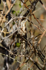 Austracris guttulosa