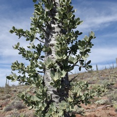 Fouquieria columnaris