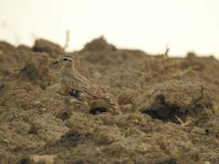 Charadrius morinellus
