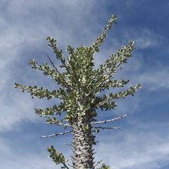 Fouquieria columnaris