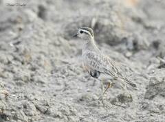 Charadrius morinellus