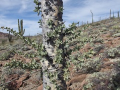 Fouquieria columnaris