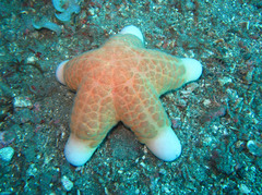 Choriaster granulatus